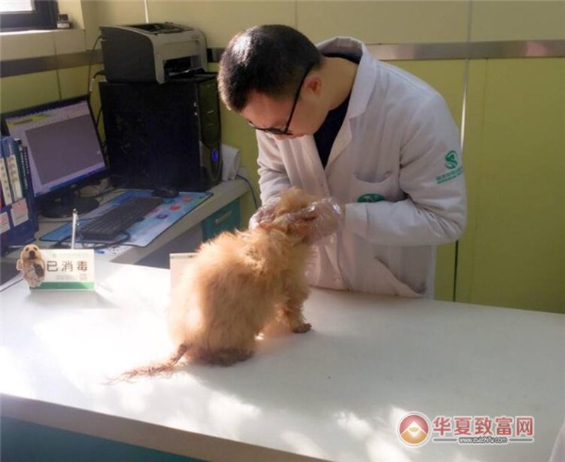 宁波喵叔宠物医院管理有限公司的“喵叔”究竟是谁？他如何成为宠物主人心中的“救星”？今天，让我们一起揭开这个故事。